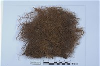 藏品(屋久島複叉蘚)的圖片